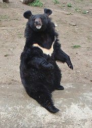 Малайский медведь
