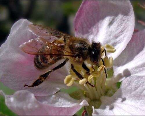 Нетрадиционные методы лечения пчел от варроатоза